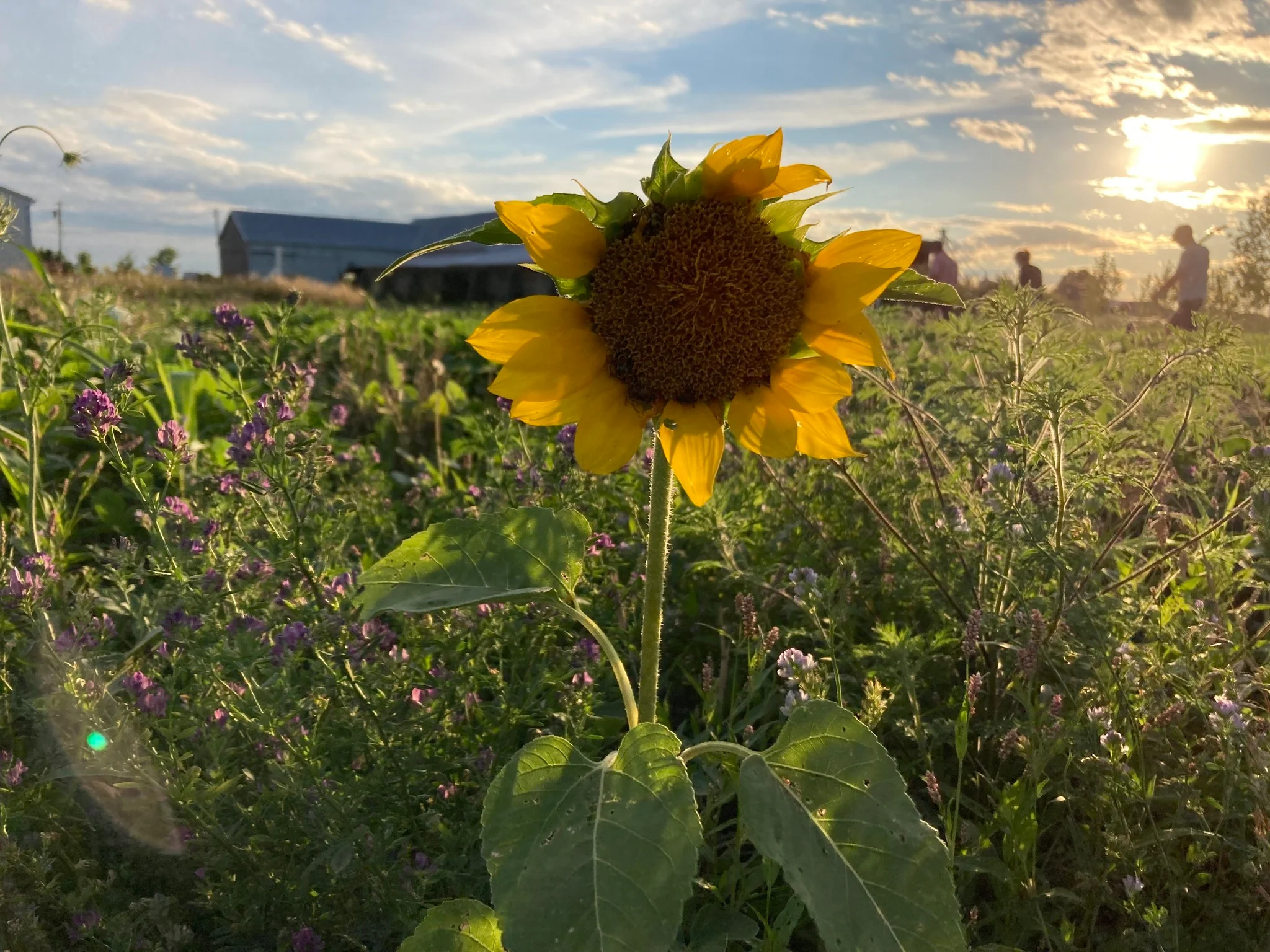 Down to Earth Agronomy, regenerative farming consultant, soil sampling, agronomist, Chris Taylor, Agronomy Herefordshire, Nuffield Farming Scholar, Monmmouthshire agronomy, South West UK, Wye Valley agronomy, South Wales agronomist, National Arable and Grasslands Award 2026 Winner, nutrient management